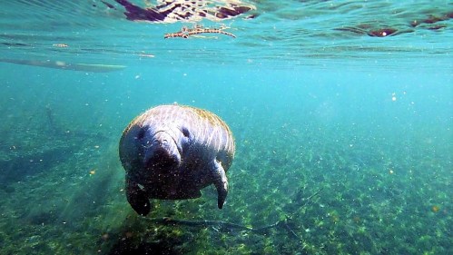 A manatee swims gracefully underwater, surrounded by clear blue water and aquatic plants.