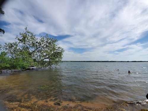 A serene lakeside view with a tree on the shore and a person swimming in the water under a cloudy sky.