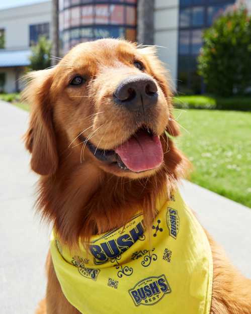 A golden retriever wearing a yellow bandana with the Bush's logo, smiling outdoors in front of a building.