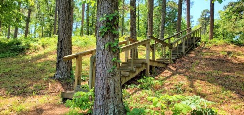 A wooden staircase winds up through a lush, green forest with tall trees and sunlight filtering through the leaves.
