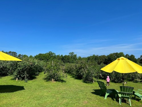 A sunny orchard with green chairs and yellow umbrellas, featuring a child walking among apple trees under a clear blue sky.