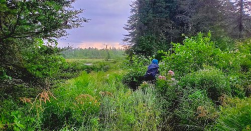 A person in a blue jacket explores a lush, green landscape with trees and wildflowers under a cloudy sky.