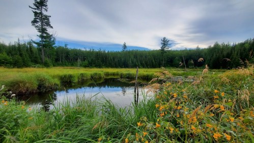 A serene pond surrounded by lush greenery and wildflowers under a cloudy sky.