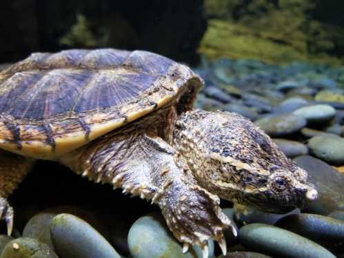 A turtle resting on smooth pebbles underwater, showcasing its textured shell and calm demeanor.