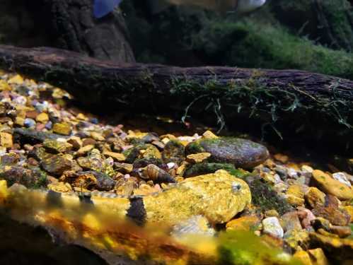 A close-up of an aquarium floor with colorful pebbles, a log, and a fish swimming in the background.