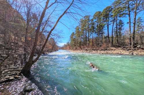 A serene river flows through a wooded area, surrounded by trees under a clear blue sky.