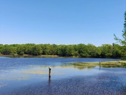 A serene lake surrounded by lush green trees under a clear blue sky, with reflections on the water's surface.