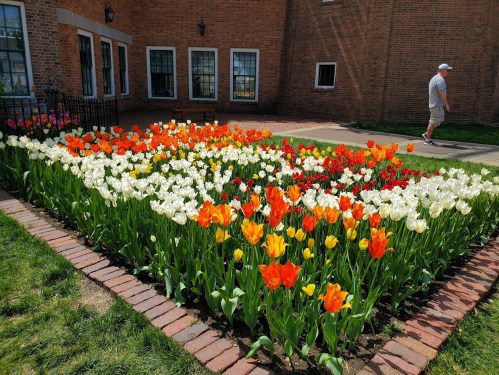 A vibrant flower bed with red, orange, yellow, and white tulips, with a person walking in the background.