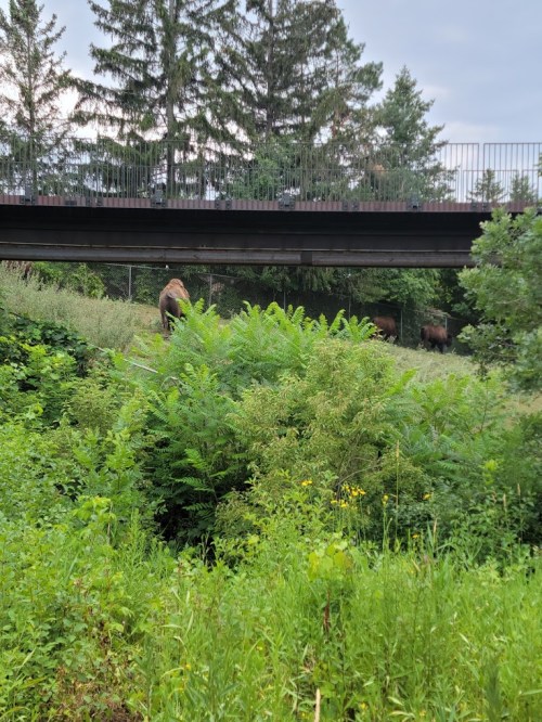 A lush green area with tall plants and trees, featuring a bridge overhead and two brown animals in the background.