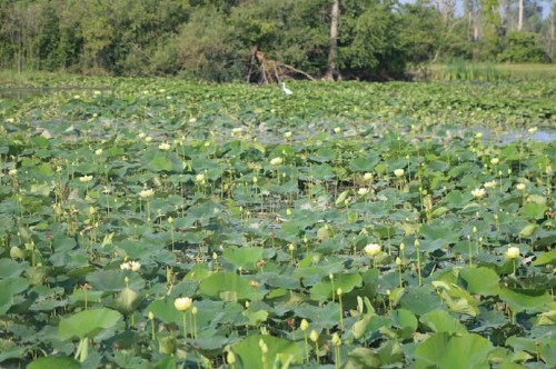 A serene pond filled with lush green lotus leaves and blooming flowers, surrounded by trees and natural scenery.