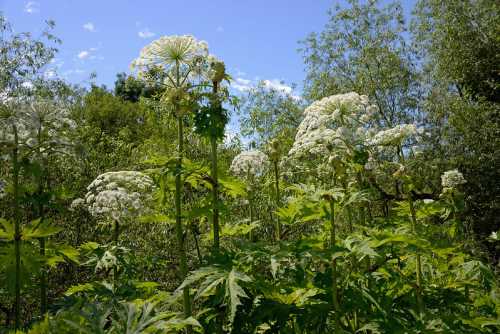 A lush green landscape featuring tall plants with large white flower clusters against a blue sky.