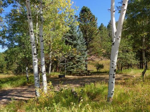 A serene forest scene with white birch trees, green pines, and a picnic area surrounded by lush grass and blue sky.