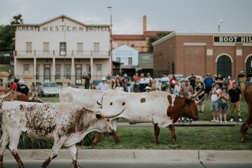 A herd of longhorn cattle walks past a crowd in front of historic buildings during a lively outdoor event.