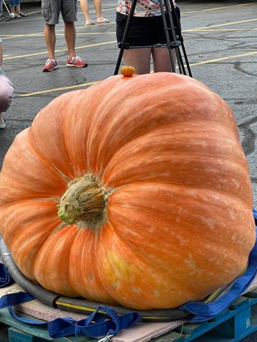A large orange pumpkin sits on a blue platform, with people in the background at an outdoor event.
