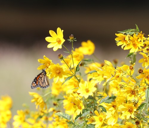 A butterfly perched on vibrant yellow flowers in a sunny field.