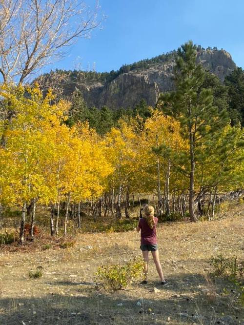 A person stands in a forest of vibrant yellow trees, with mountains in the background under a clear blue sky.