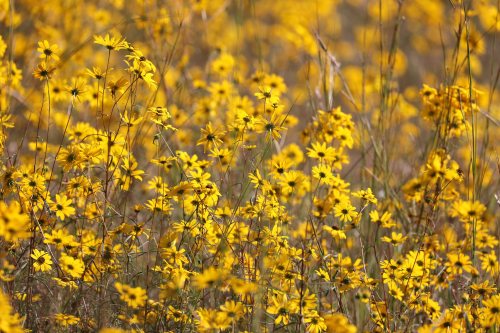 A vibrant field of yellow flowers swaying gently in the breeze under bright sunlight.
