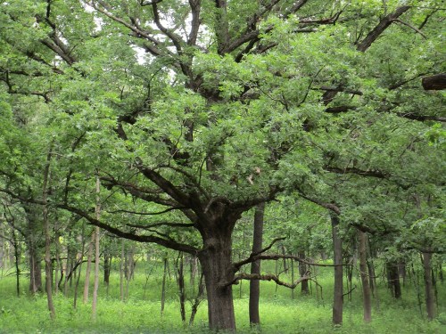 A large, leafy tree stands in a lush green forest, surrounded by smaller trees and undergrowth.