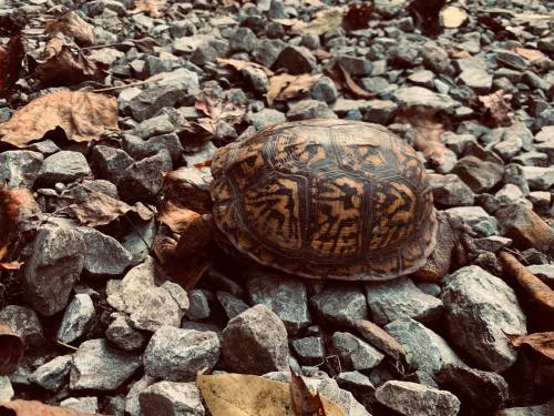 A turtle resting on a bed of rocks and fallen leaves in a natural setting.