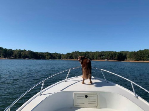 A dog stands on the bow of a boat, looking back at the calm water and trees along the shore under a clear blue sky.