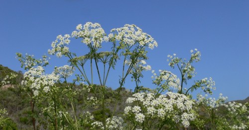 A cluster of white flowers against a clear blue sky, with green hills in the background.