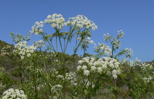 A cluster of white flowering plants against a clear blue sky, with green hills in the background.
