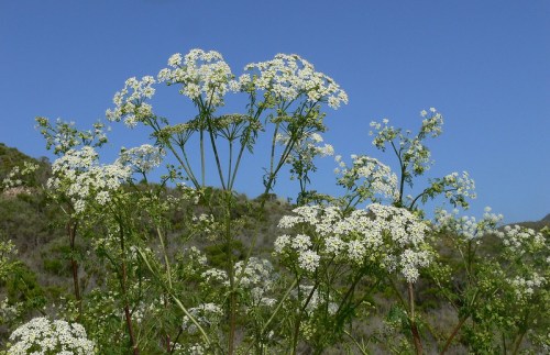 A cluster of white flowering plants against a clear blue sky, with green foliage in the background.