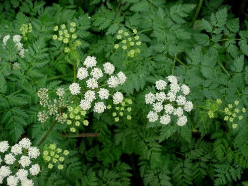 Clusters of small white flowers surrounded by lush green foliage.