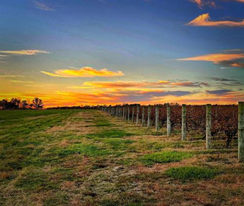 A scenic vineyard at sunset, with rows of grapevines and a colorful sky filled with clouds.