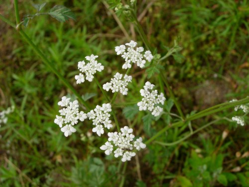 A cluster of small white flowers surrounded by green foliage in a natural setting.