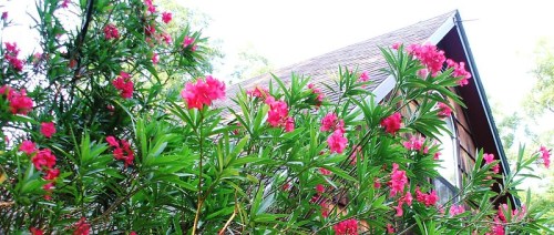 A house partially obscured by vibrant pink flowers and lush green leaves under a bright sky.