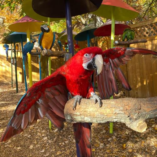A vibrant red macaw spreads its wings on a branch, surrounded by colorful parrots perched on poles in a garden setting.