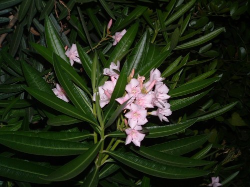 A cluster of pink flowers surrounded by dark green, glossy leaves at night.