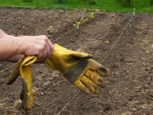 A close-up of a hand removing a dirty yellow gardening glove in a freshly tilled garden.