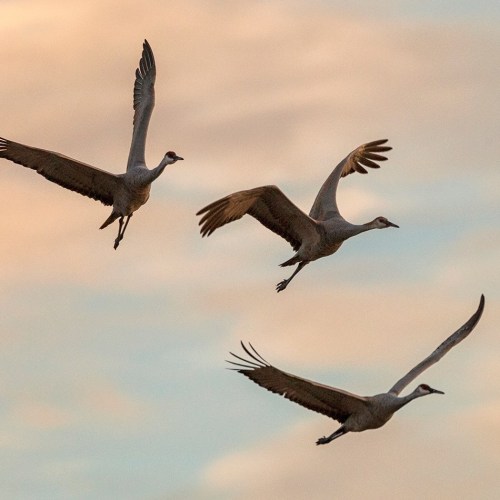 Three cranes flying against a soft, pastel sky at sunset.