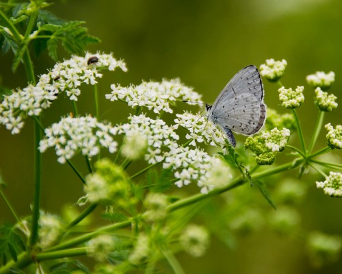 A delicate butterfly rests on white flowers, surrounded by green foliage in a serene natural setting.