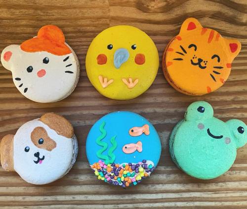 A colorful assortment of six animal-themed macarons, featuring a cat, bird, dog, frog, and a blue macaron with fish.