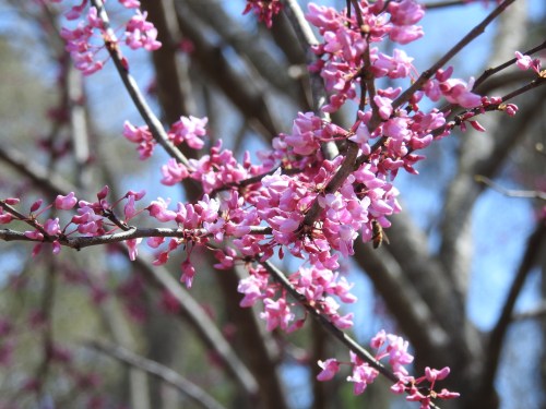 A close-up of pink blossoms on a tree branch against a blue sky.