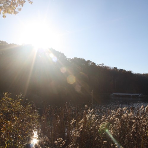 A bright sun shines over a tranquil lake surrounded by trees and tall grasses.