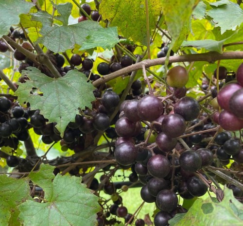 A close-up of dark purple grapes hanging on a vine, surrounded by green leaves.