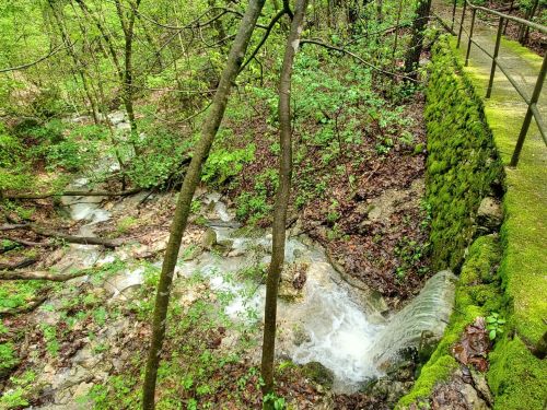 A serene forest scene featuring a small waterfall flowing over rocks, surrounded by lush greenery and moss-covered stones.