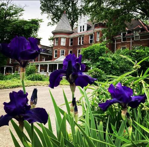 Purple irises bloom in the foreground, with a historic brick mansion and lush greenery in the background.
