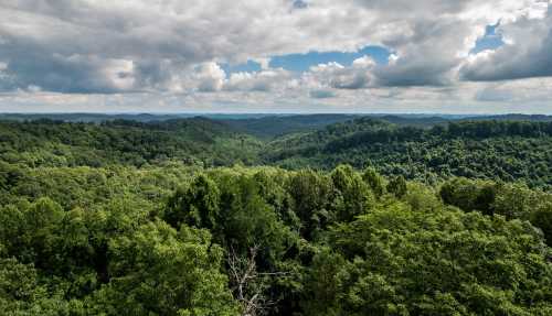 A panoramic view of lush green hills under a cloudy sky, showcasing a vibrant forest landscape.