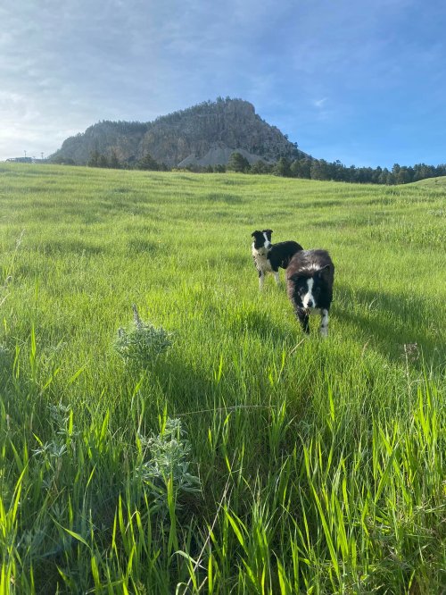 Two black and white dogs stand in a lush green field with a mountain in the background under a clear blue sky.