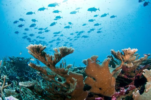 Underwater scene featuring coral formations and a school of fish swimming in clear blue water.