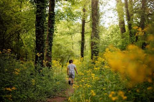 A child walks along a forest path surrounded by tall trees and vibrant yellow wildflowers.