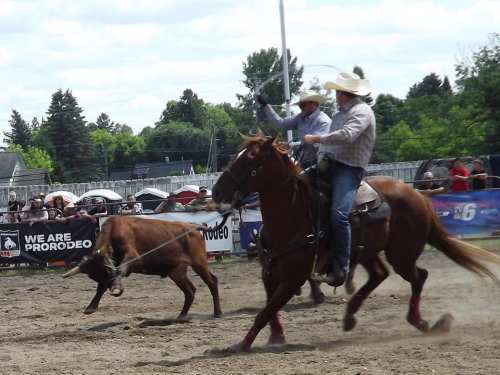 A cowboy on horseback chases a steer during a rodeo event, with spectators in the background.