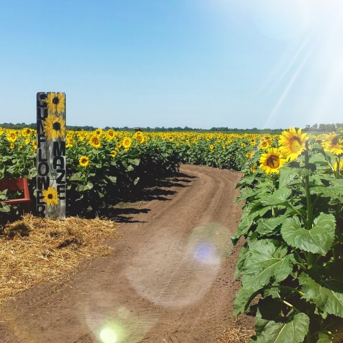 A sunny path through a vibrant sunflower field, with a sign for a sunflower maze on the left.