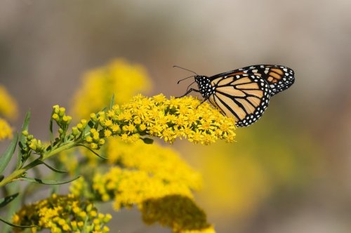 A monarch butterfly perched on bright yellow flowers, showcasing its vibrant orange and black wings.