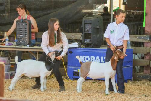 Two girls in white shirts hold goats in a barn, while a woman operates equipment in the background.